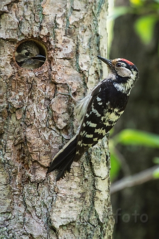 WAH026757.jpg - Lille flagspætte, han (Lesser Spotted Woodpecker, male)