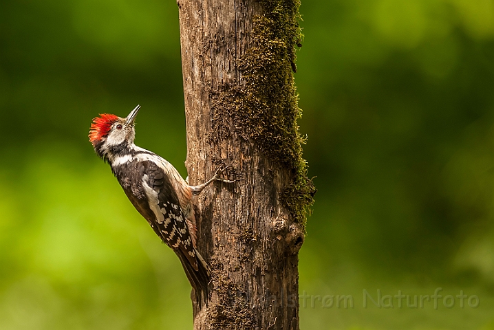 WAH027914.jpg - Mellemflagspætte (Middle Spotted Woodpecker)