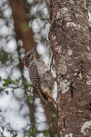 WAH024938.jpg - Nubisk spætte (Nubian Woodpecker)