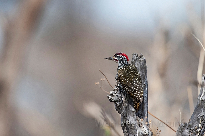 WAH025132.jpg - Nubisk spætte (Nubian Woodpecker)