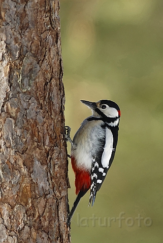 WAH001979P.jpg - Stor flagspætte, han (Great Spotted Woodpecker, male)