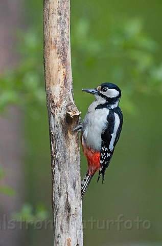 WAH009000.jpg - Stor flagspætte, hun (Great Spotted Woodpecker, female)