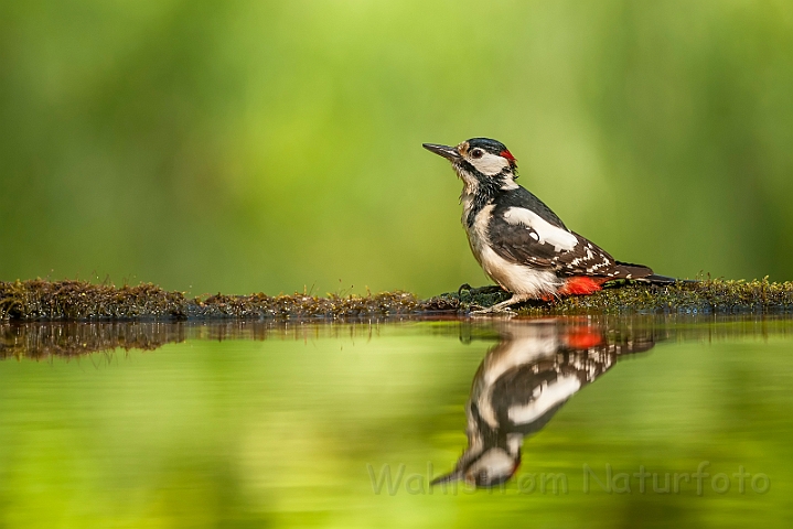 WAH027840.jpg - Stor flagspætte, han (Great Spotted Woodpecker, male)