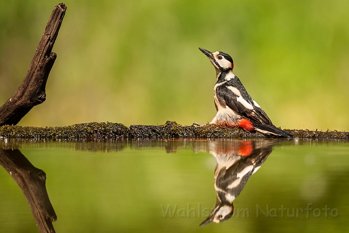 WAH027873.jpg - Stor flagspætte, han (Great Spotted Woodpecker, male)