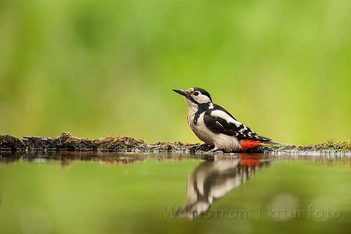 WAH027892.jpg - Stor flagspætte, hun (Great Spotted Woodpecker, female)