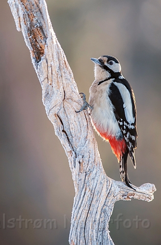 WAH029861.jpg - Stor flagspætte, hun (Great Spotted Woodpecker, female)