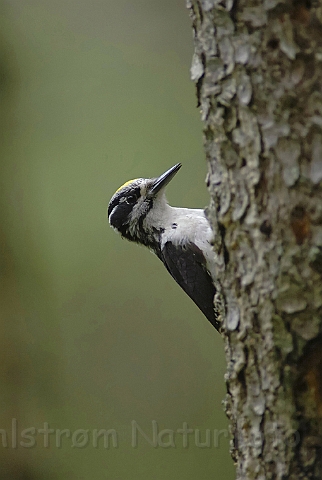 WAH004415P.jpg - Tretået spætte (Three-toed Woodpecker)