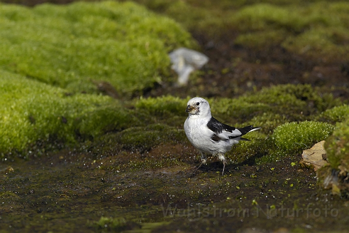 WAH005875P.jpg - Snespurv (Snowbunting) Svalbard