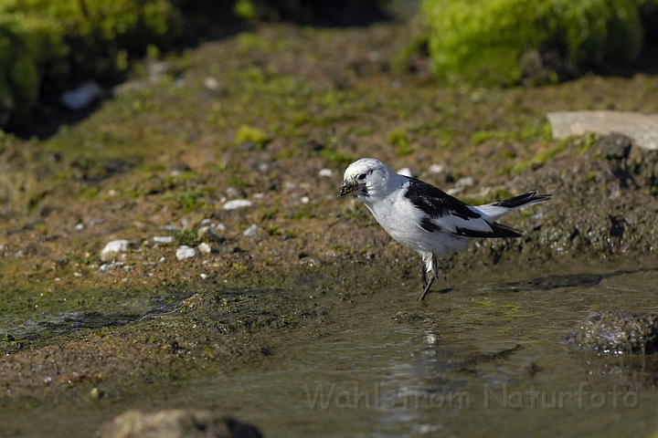 WAH005880.jpg - Snespurv (Snowbunting) Svalbard