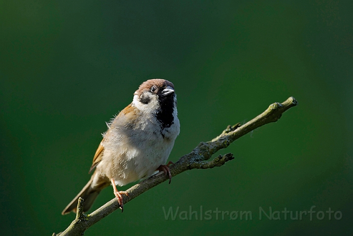 WAH007169.jpg - Skovspurv (Tree-Sparrow)