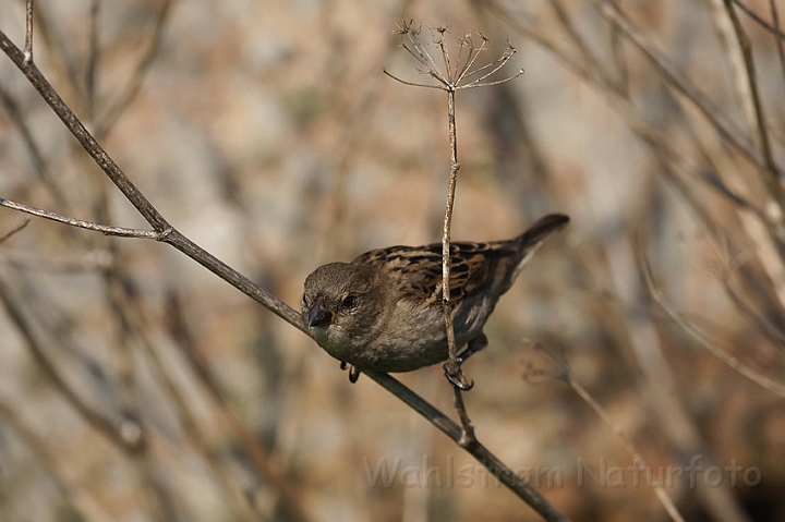 WAH009428.jpg - Gråspurv (House Sparrow)