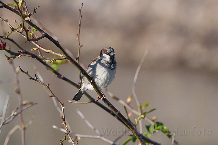 WAH010018.jpg - Gråspurv (House Sparrow)