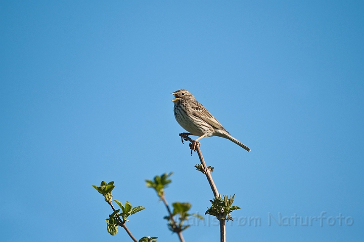 WAH013504.jpg - Kornværling  (Corn Bunting)