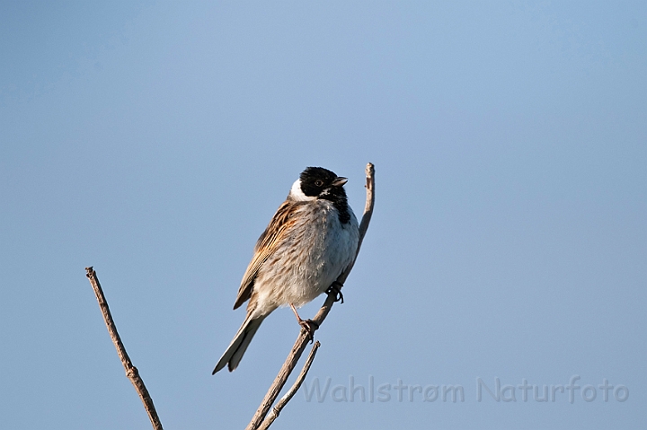 WAH013526.jpg - Rørspurv, han (Reed Bunting)