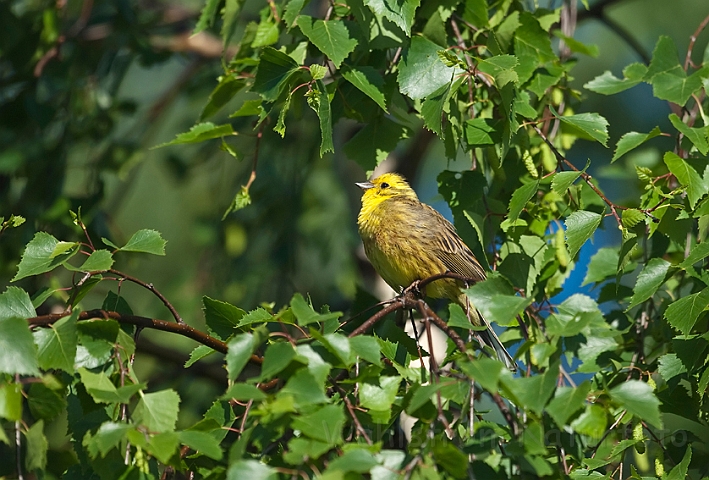 WAH013689.jpg - Gulspurv (Yellowhammer)