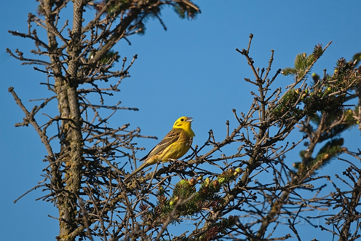 WAH017600.jpg - Gulspurv (Yellowhammer)