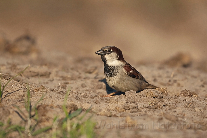 WAH018259.jpg - Gråspurv (House Sparrow)