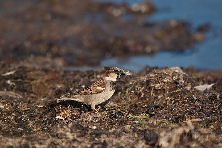 WAH018622.jpg - Gråspurv (House Sparrow)