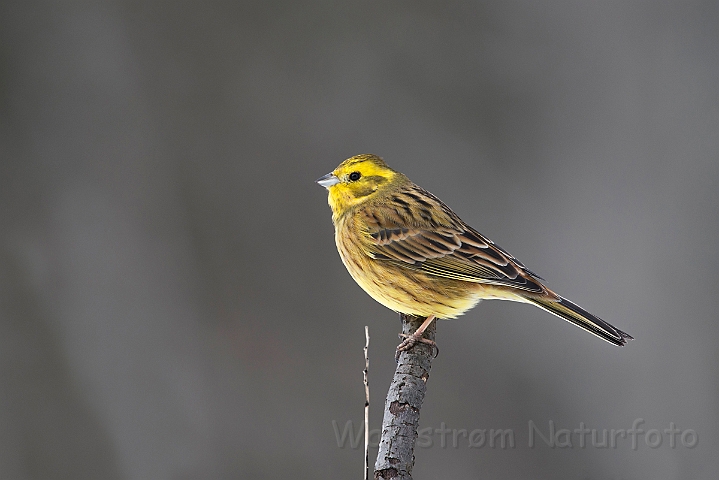 WAH025577.jpg - Gulspurv (Yellowhammer)