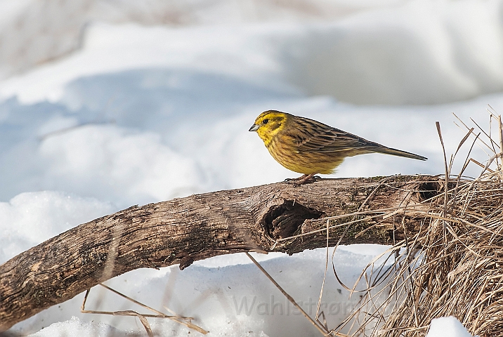 WAH025582.jpg - Gulspurv (Yellowhammer)