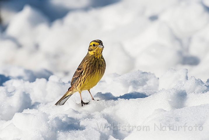 WAH025584.jpg - Gulspurv (Yellowhammer)