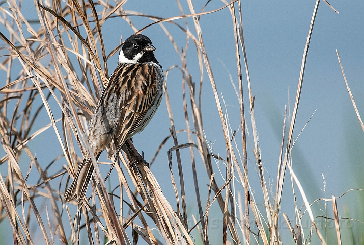 WAH026314.jpg - Rørspurv (Reed Bunting)