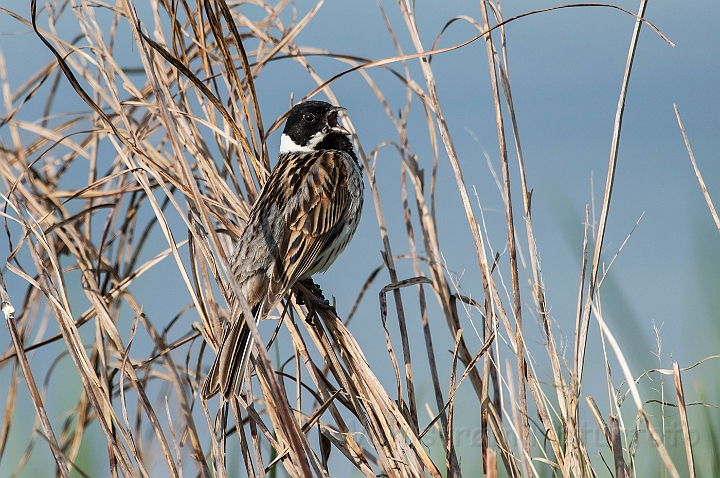 WAH026317.jpg - Rørspurv (Reed Bunting)