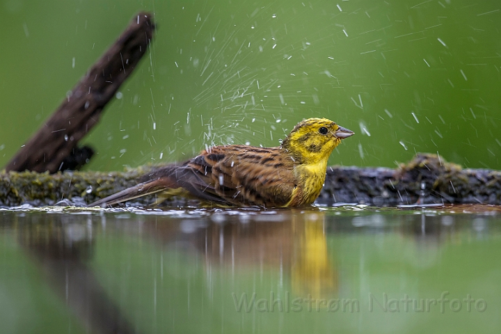 WAH028158.jpg - Gulspurv (Yellowhammer)