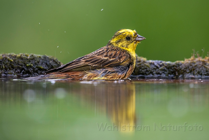 WAH028170.jpg - Gulspurv (Yellowhammer)