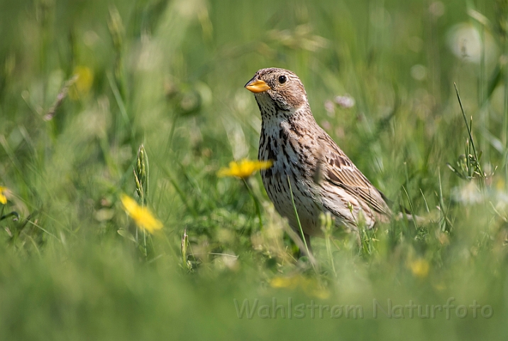 WAH028473.jpg - Kornværling (Corn Bunting)