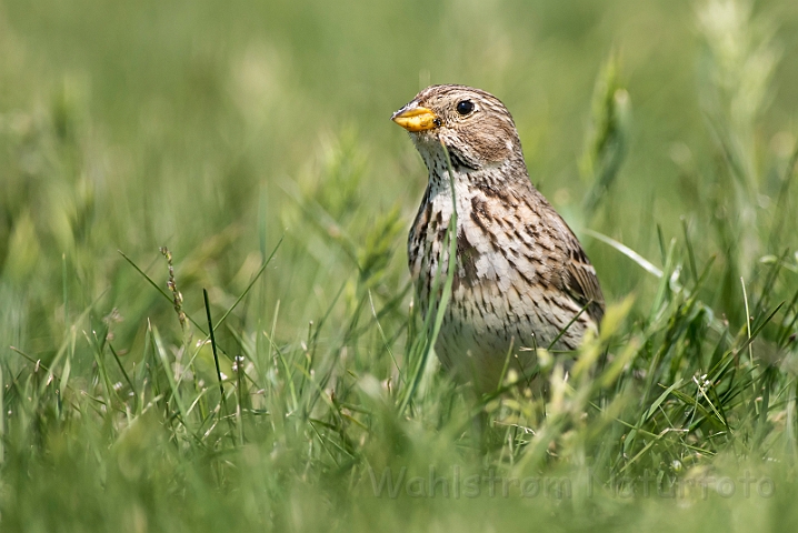 WAH028490.jpg - Kornværling (Corn Bunting)