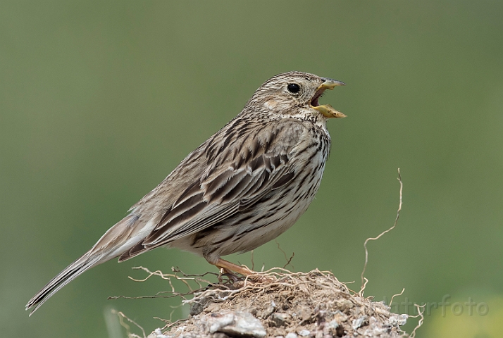 WAH030547.jpg - Kornværling (Corn Bunting)