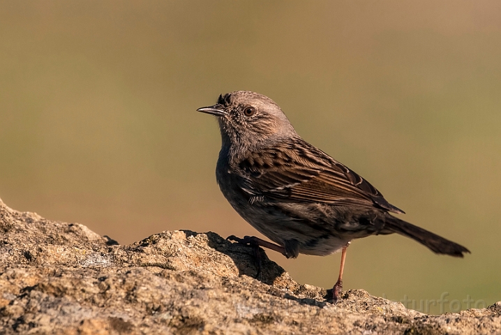 WAH032113_filtered.jpg - Jernspurv (Dunnock)