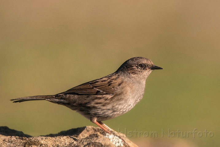 WAH032115_filtered.jpg - Jernspurv (Dunnock)