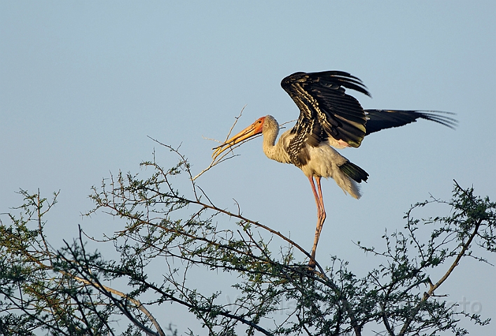 WAH005067.jpg - Indisk skovstork (Painted Stork), Bharatpur, Indien