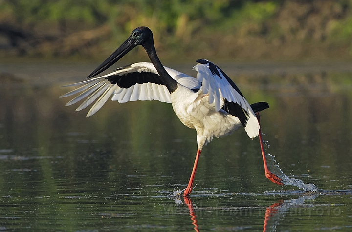 WAH005096P.jpg - Sorthalset stork (Black-necked Stork) Bharatpur Nat. Park, Indien