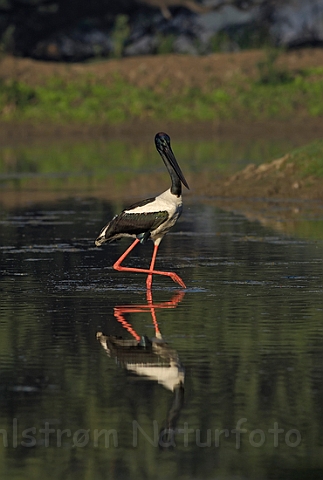 WAH005115.jpg - Sorthalset stork (Blacknecked Stork), Bharatpur, Indien