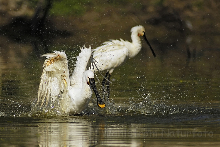 WAH005239P.jpg - Skestork (Spoonbill) Bharatpur Nat. Park, Indien