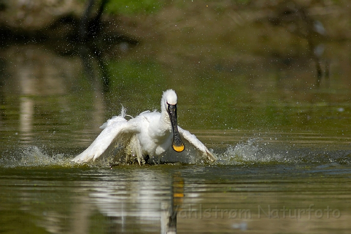 WAH005241.jpg - Skestork (Spoonbill)