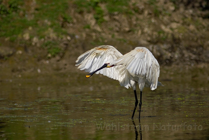 WAH005245.jpg - Skestork (Spoonbill)