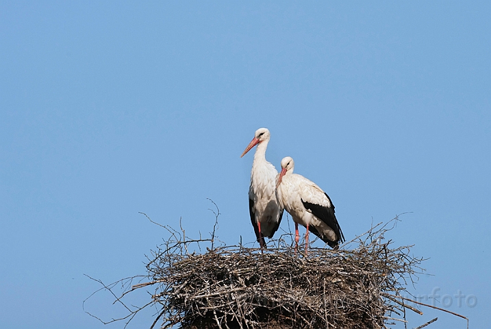 WAH010207.jpg - Hvide storke (White Storks)