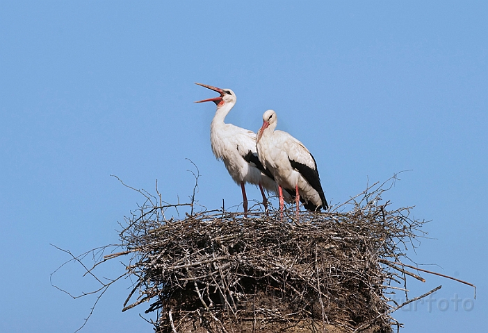 WAH010212.jpg - Hvide storke (White Storks)