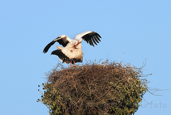 WAH010224.jpg - Hvide storke, der parrer sig (White Storks, mating)