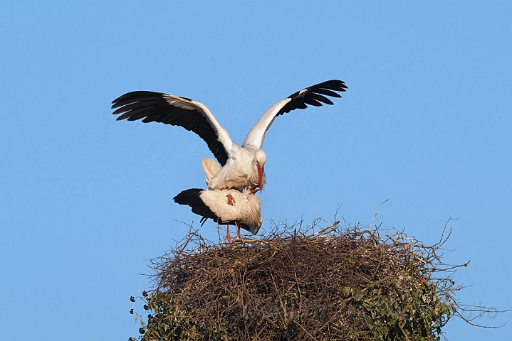 WAH010225.jpg - Hvide storke, der parrer sig (White Storks, mating)