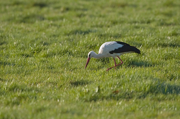 WAH010237.jpg - Hvid stork (White Stork)