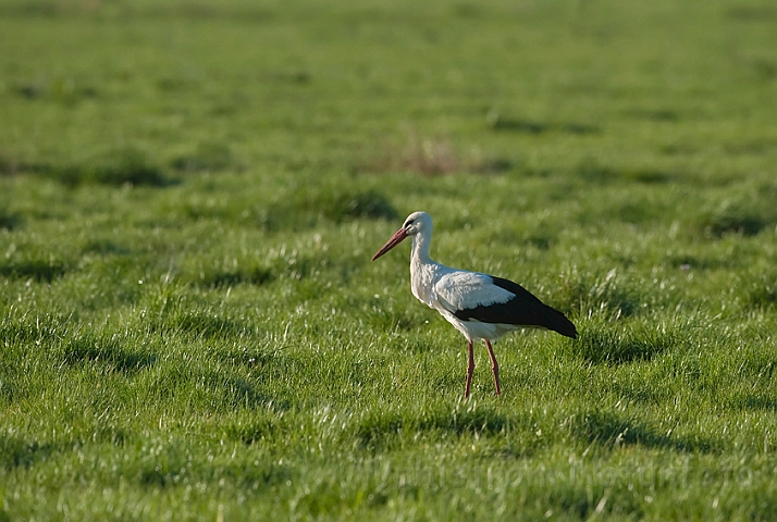 WAH010243.jpg - Hvid stork (White Stork)