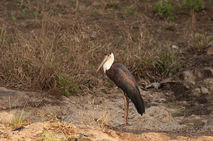 WAH016430.jpg - Hvidhalset stork (Whitenecked Stork), India