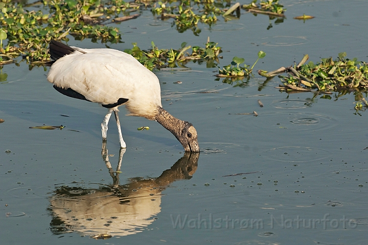 WAH019937.jpg - Amerikansk skovstork (Wood Stork)