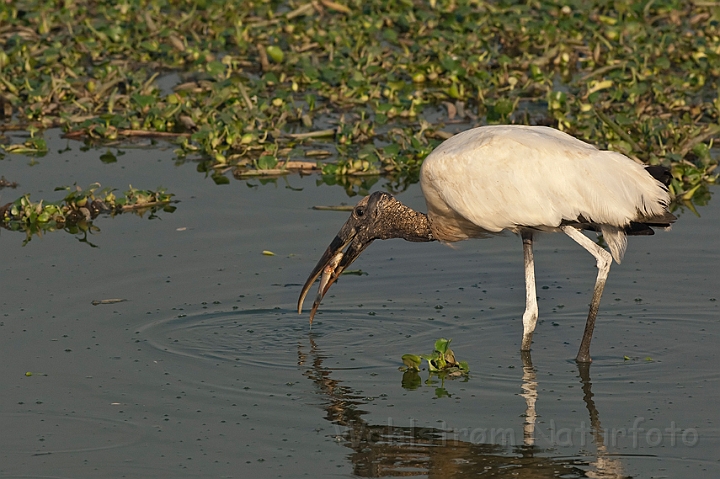 WAH019942.jpg - Amerikansk skovstork (Wood Stork)