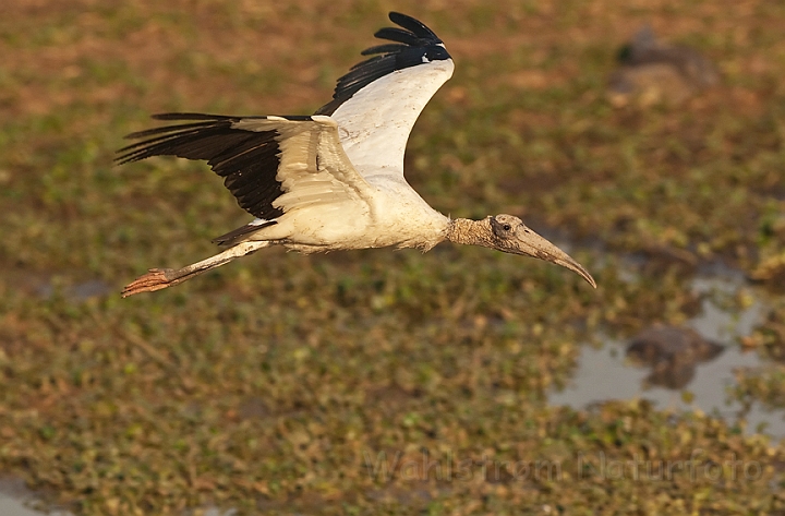 WAH019963.jpg - Amerikansk skovstork (Wood Stork)